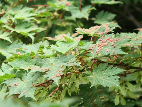 Acer tschonoskii