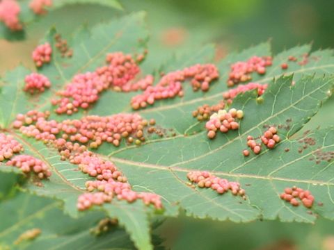 Acer tschonoskii