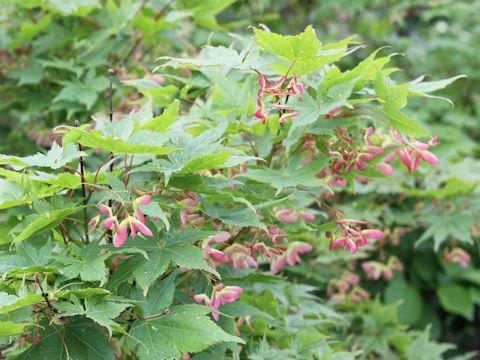 Acer tschonoskii