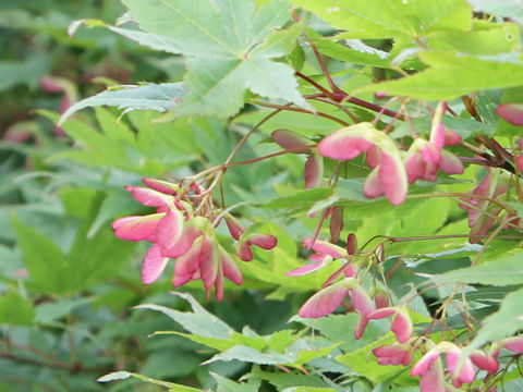 Acer tschonoskii