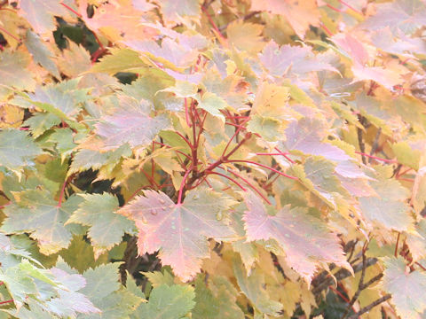 Acer tschonoskii