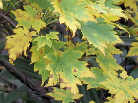 Acer tschonoskii