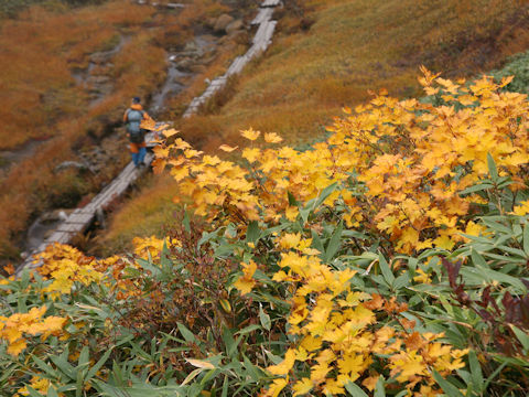 Acer tschonoskii