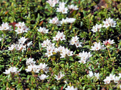 Loiseleuria procumbens