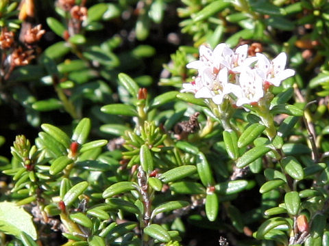 Loiseleuria procumbens