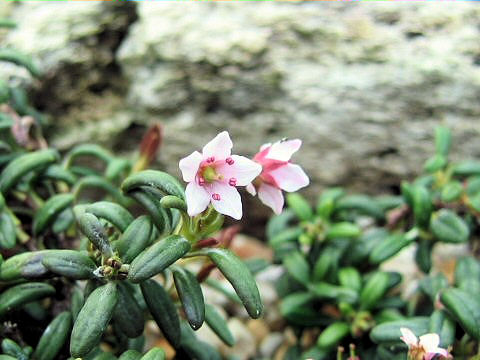 Loiseleuria procumbens