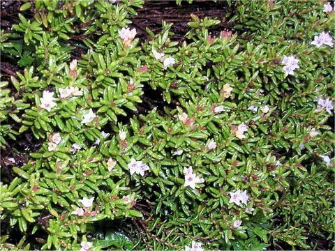 Loiseleuria procumbens