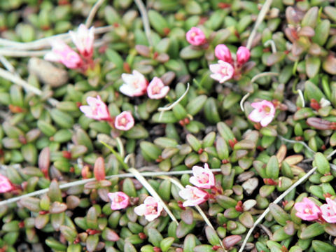 Loiseleuria procumbens