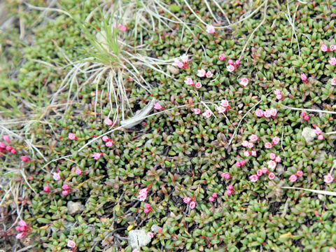 Loiseleuria procumbens