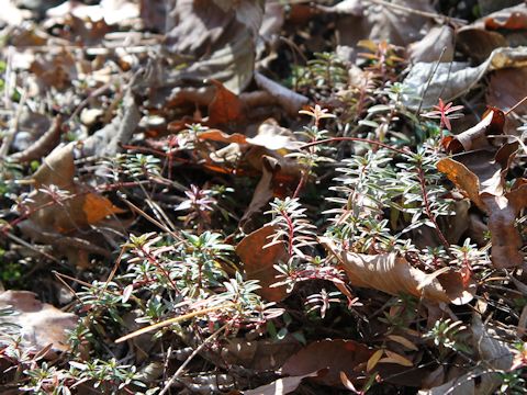 Loiseleuria procumbens