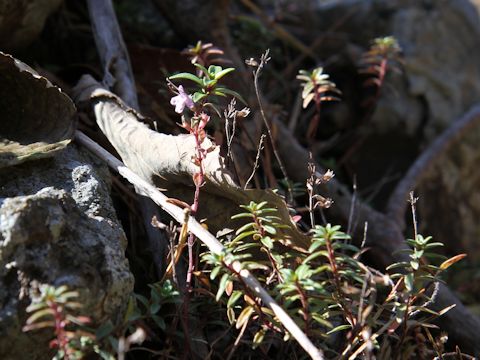 Loiseleuria procumbens