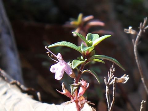 Loiseleuria procumbens