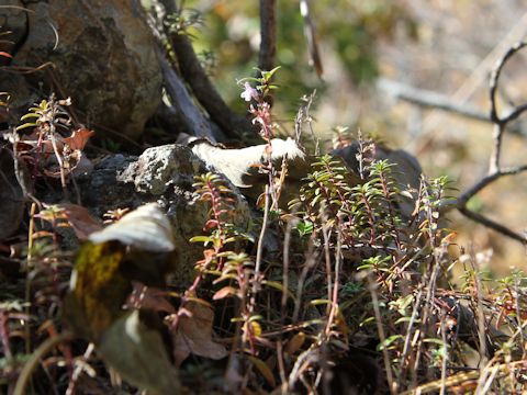 Loiseleuria procumbens