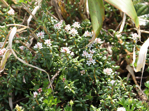 Loiseleuria procumbens