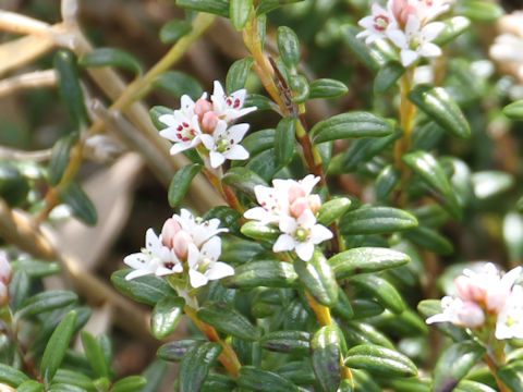 Loiseleuria procumbens