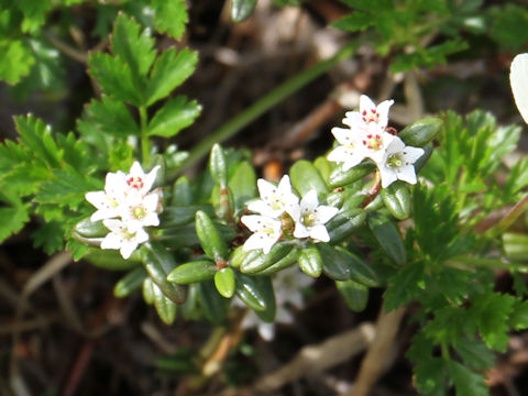 Loiseleuria procumbens