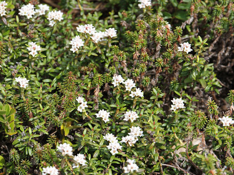 Loiseleuria procumbens