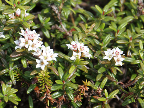 Loiseleuria procumbens