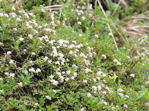 Loiseleuria procumbens