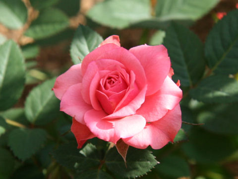 Rosa cv.