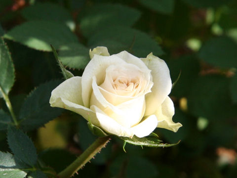 Rosa cv.