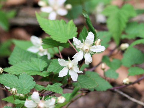 Rubus koehneanus