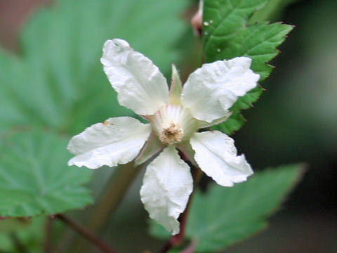 Rubus koehneanus