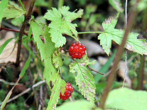 Rubus koehneanus