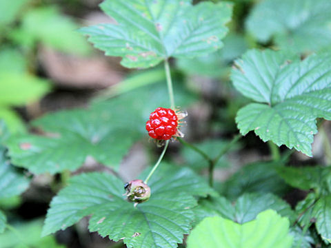 Rubus koehneanus