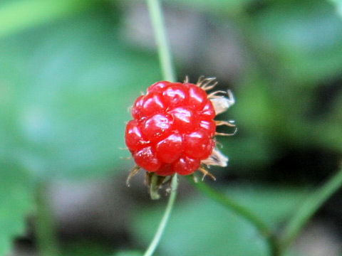 Rubus koehneanus