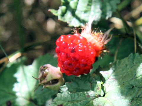 Rubus koehneanus