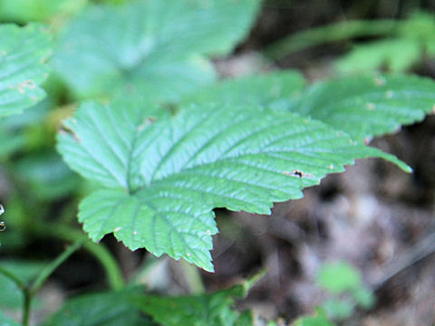 Rubus koehneanus