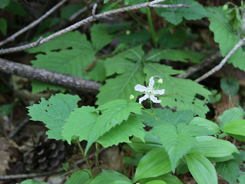 Rubus koehneanus