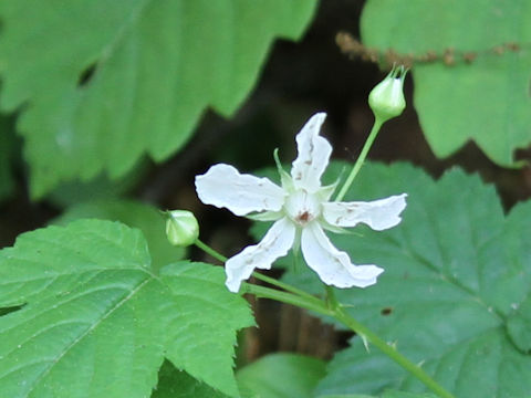 Rubus koehneanus