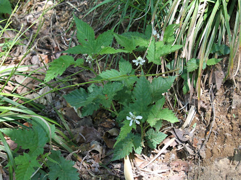 Rubus koehneanus