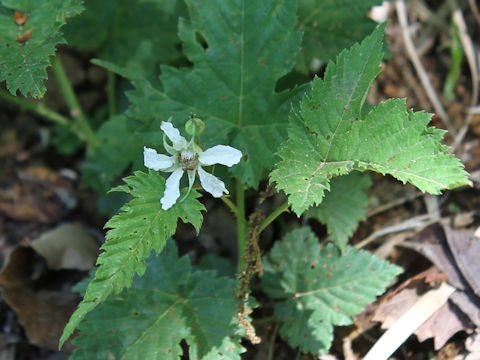 Rubus koehneanus