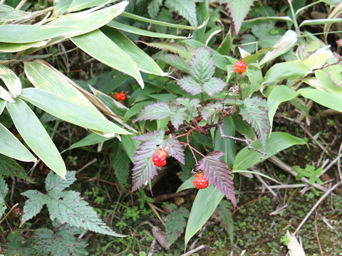 Rubus koehneanus