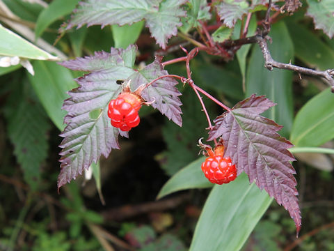 Rubus koehneanus