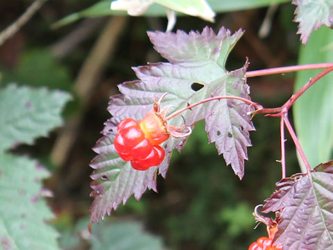 Rubus koehneanus