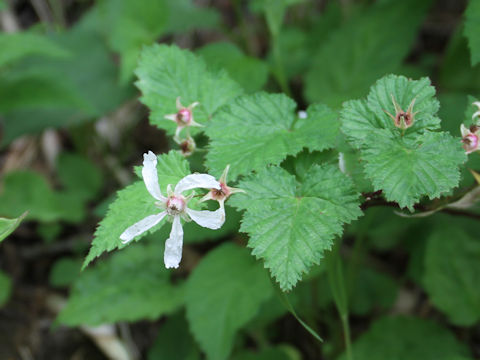 Rubus koehneanus