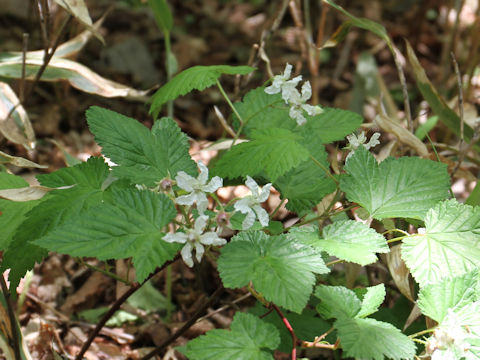 Rubus koehneanus