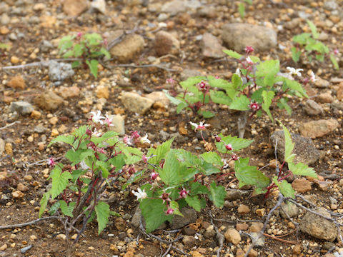 Rubus koehneanus