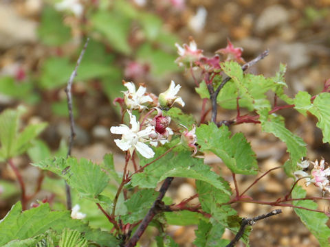 Rubus koehneanus