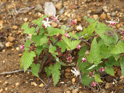 Rubus koehneanus