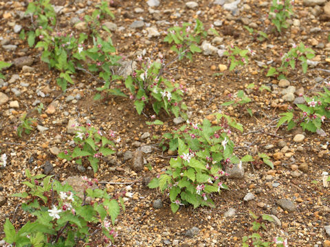 Rubus koehneanus