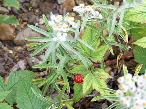 Rubus koehneanus