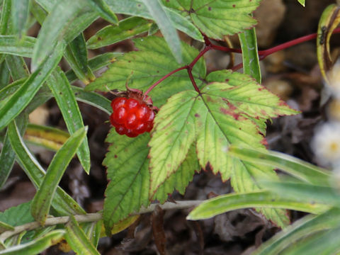 Rubus koehneanus