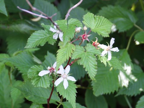 Rubus koehneanus