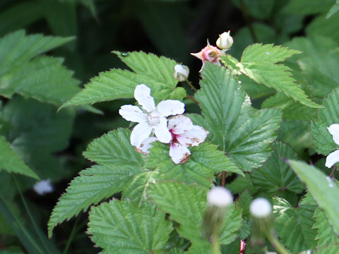 Rubus koehneanus