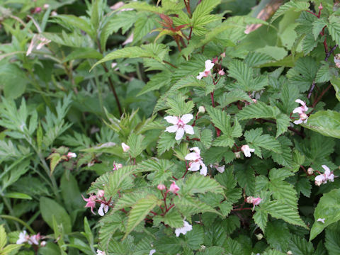 Rubus koehneanus